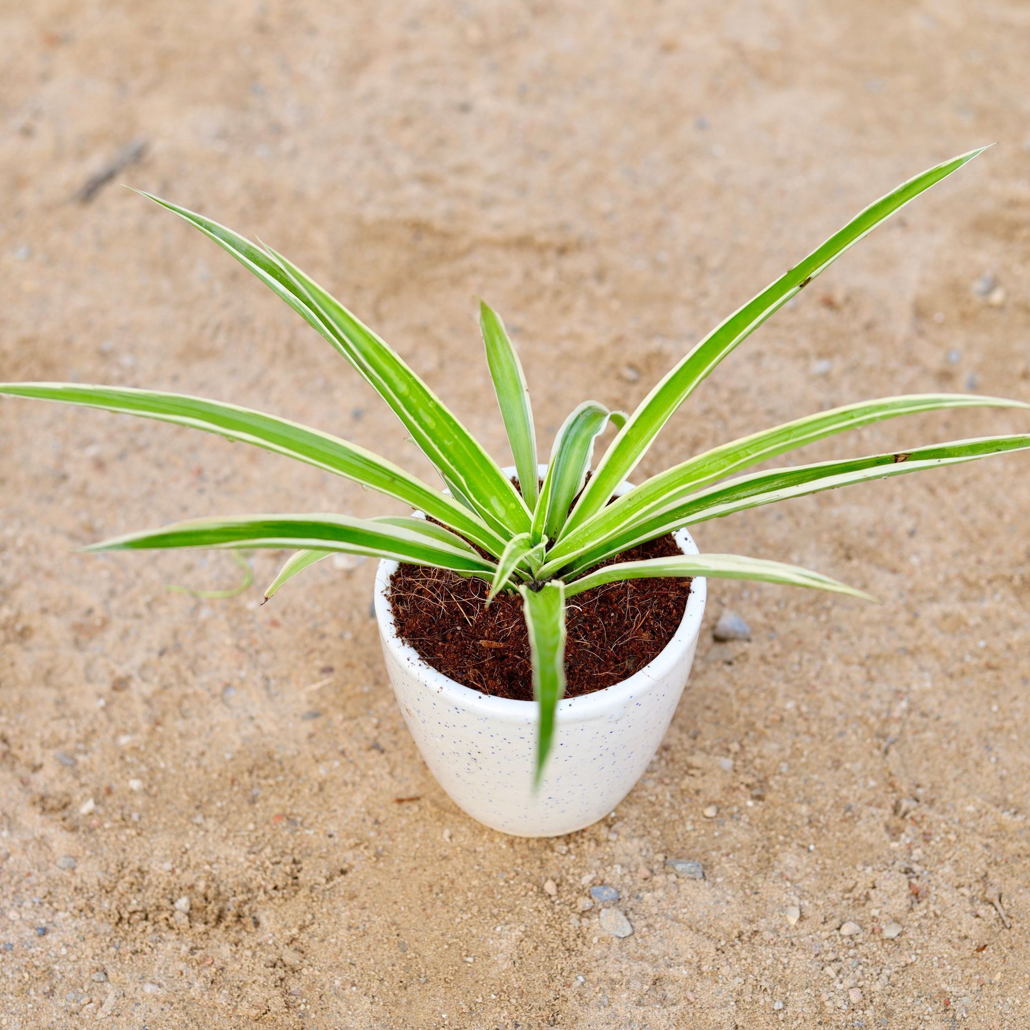 Spider in 4 Inch Classy White Cup Ceramic Pot