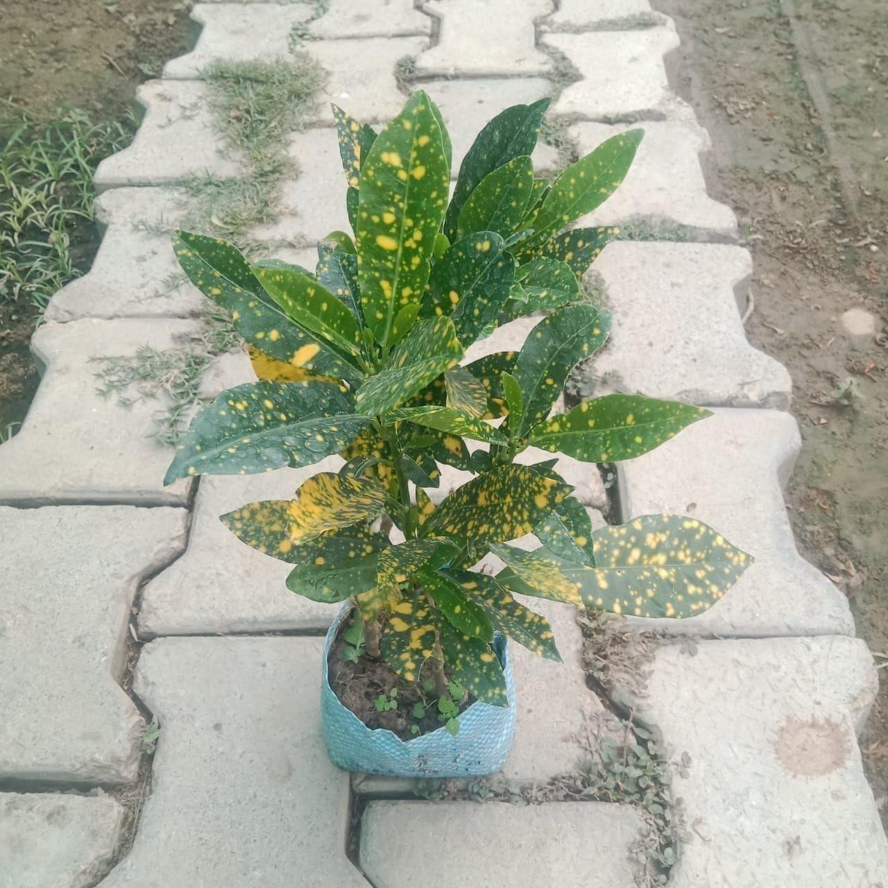 Baby Croton in 4 Inch Nursery Bag