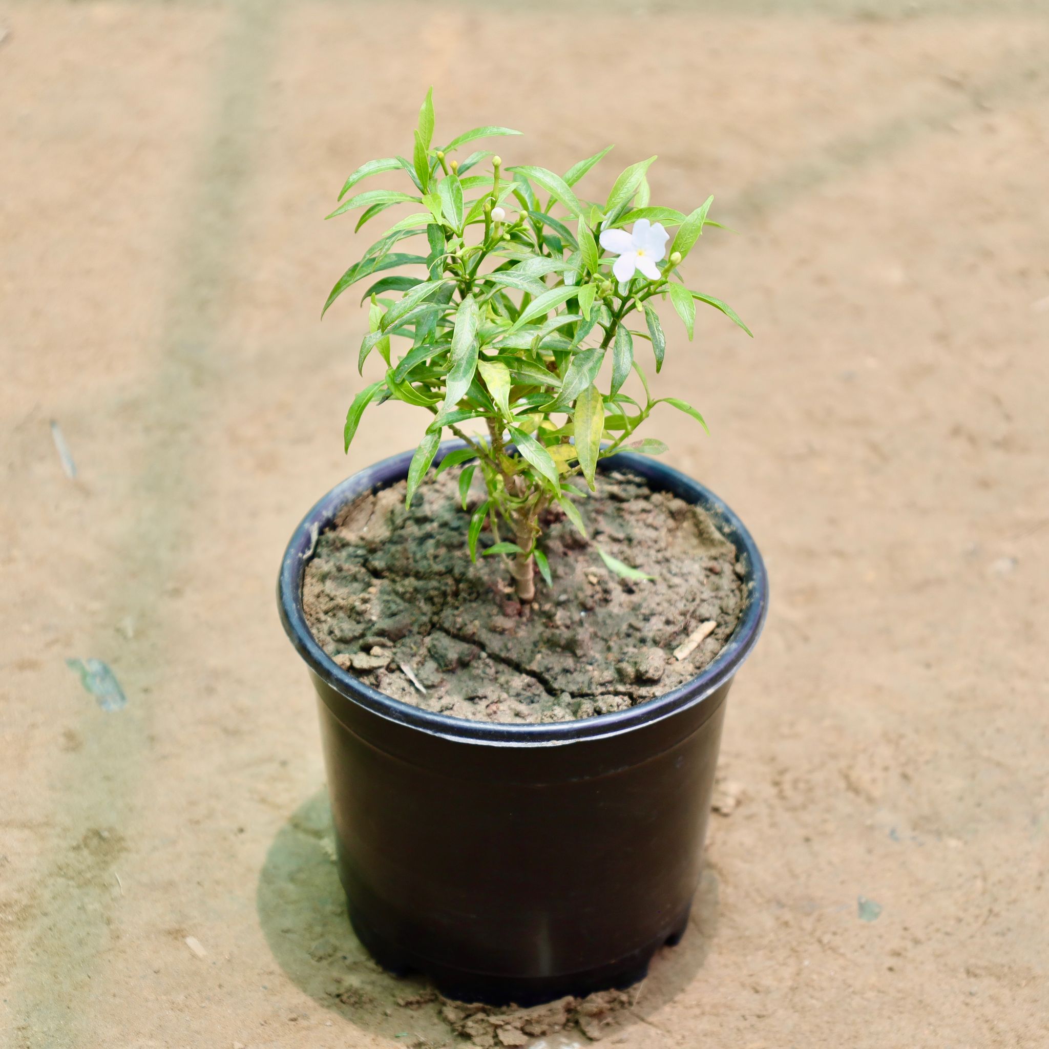 Chandni Dwarf in 6 Inch Nursery Pot