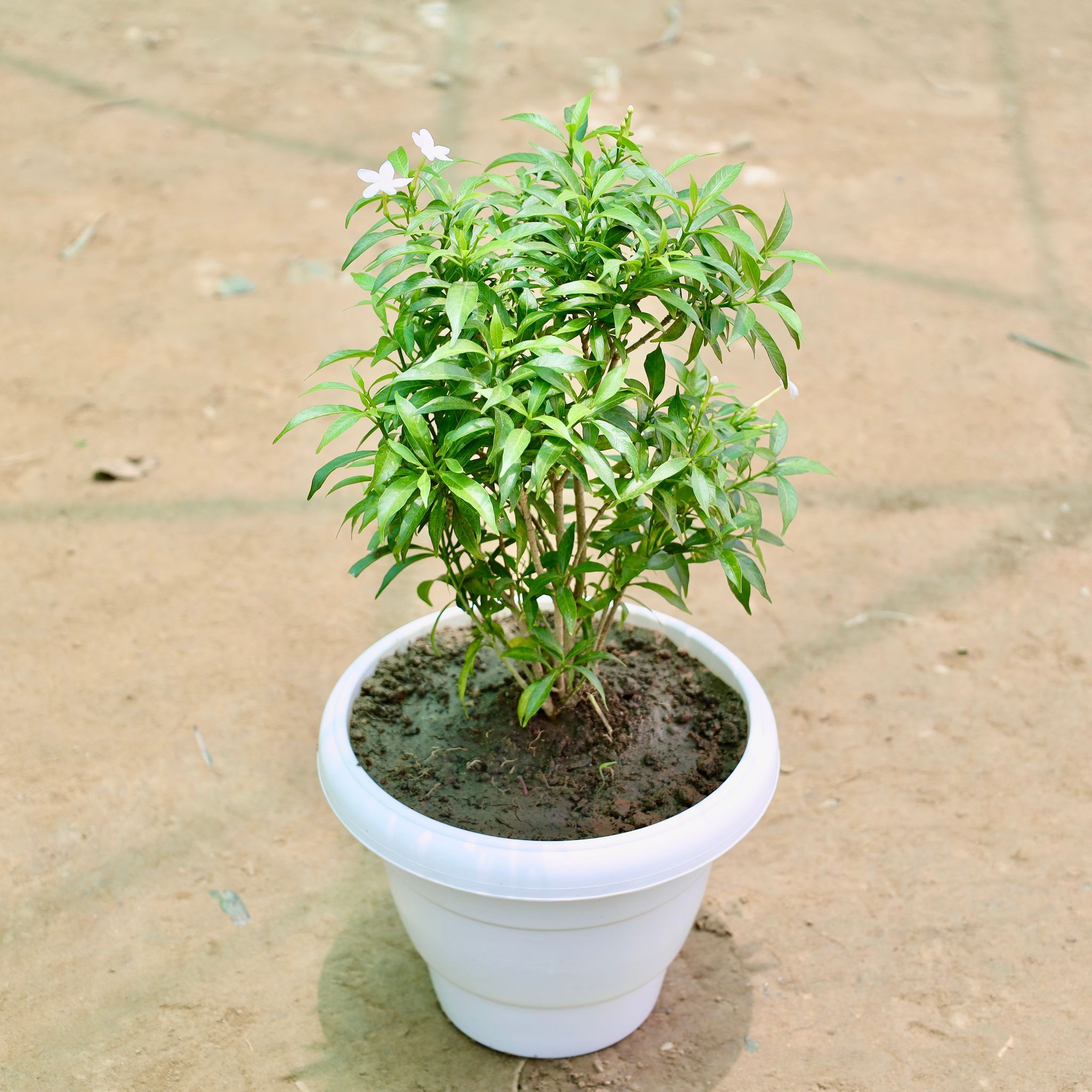 Chandni Dwarf (1-1.5 Ft) in 8 Inch White Classy Plastic Pot