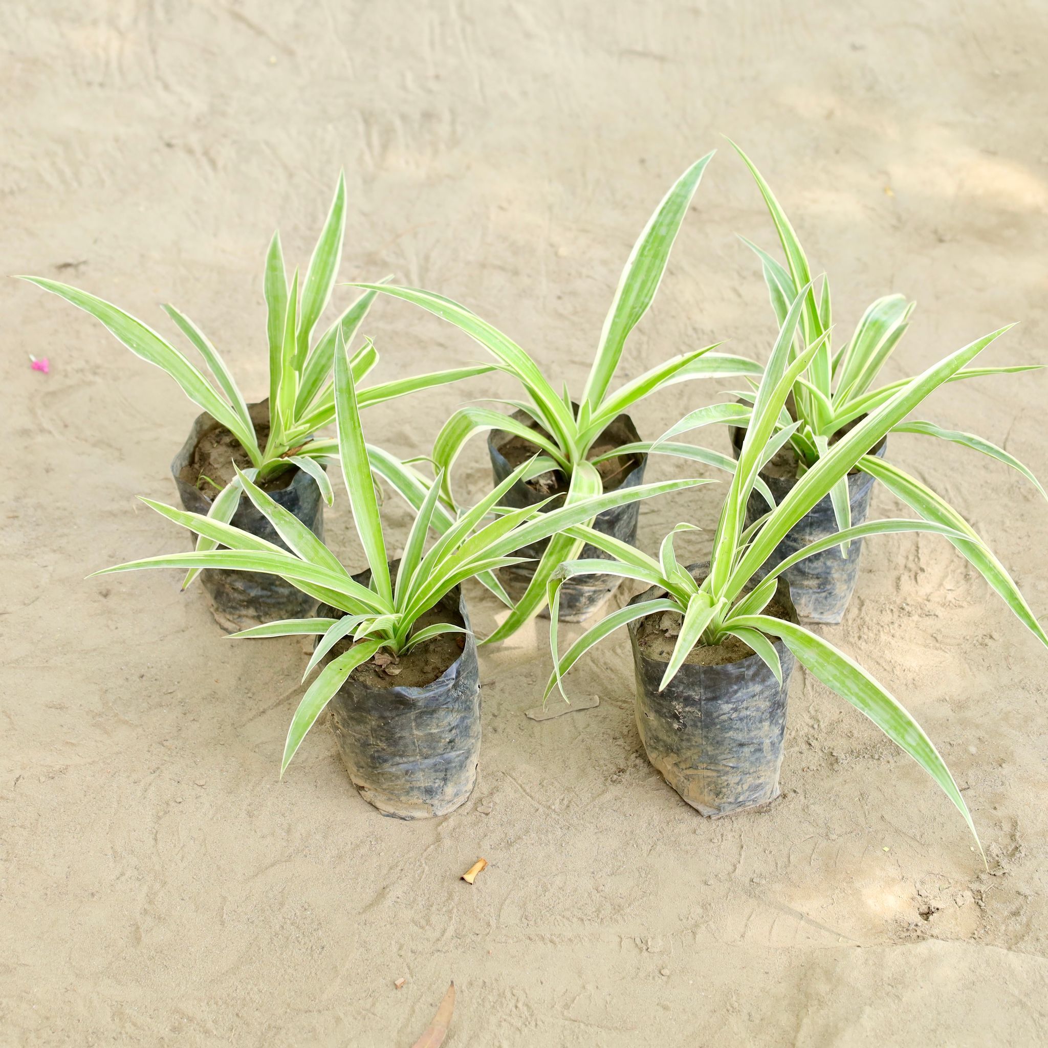 Set of 5 - Spider Plant in 4 Inch Nursery bag
