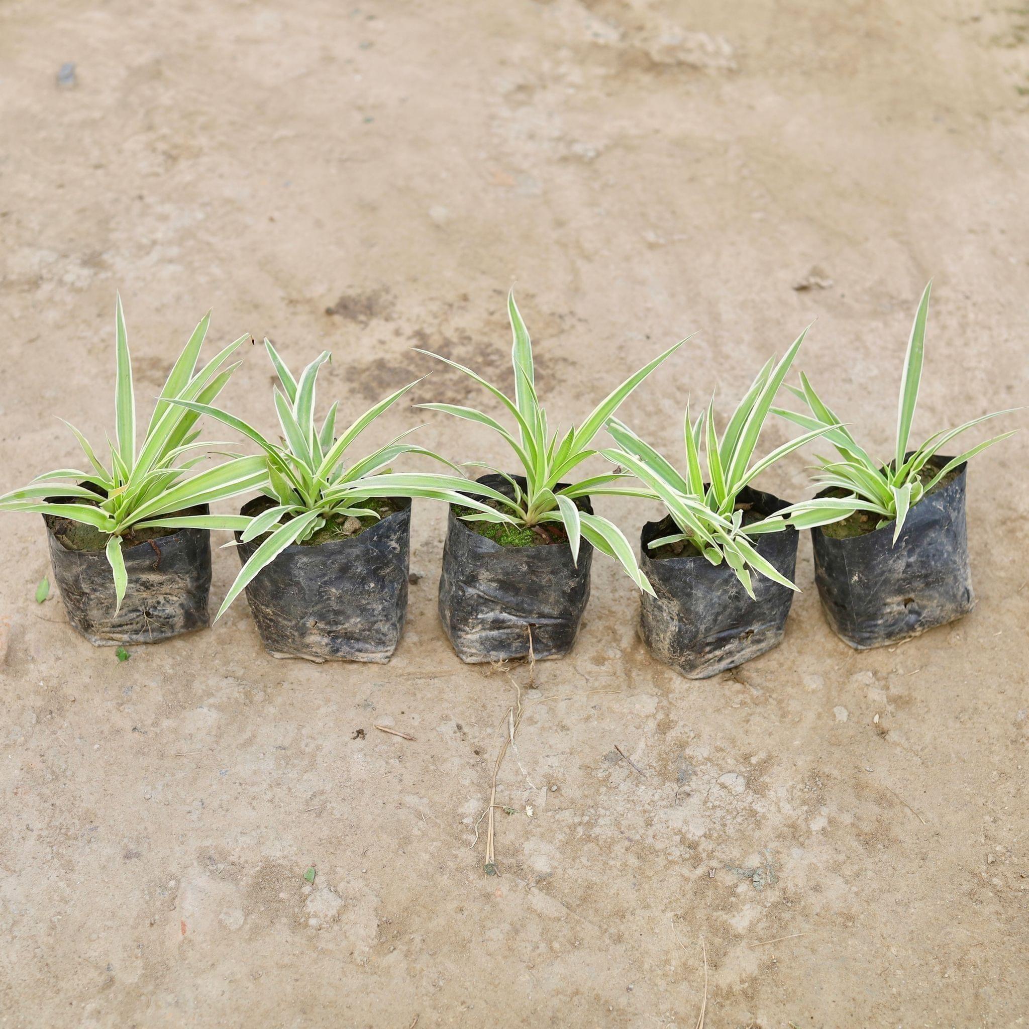 Set of 5 - Spider Plants in 3 Inch Nursery Bag