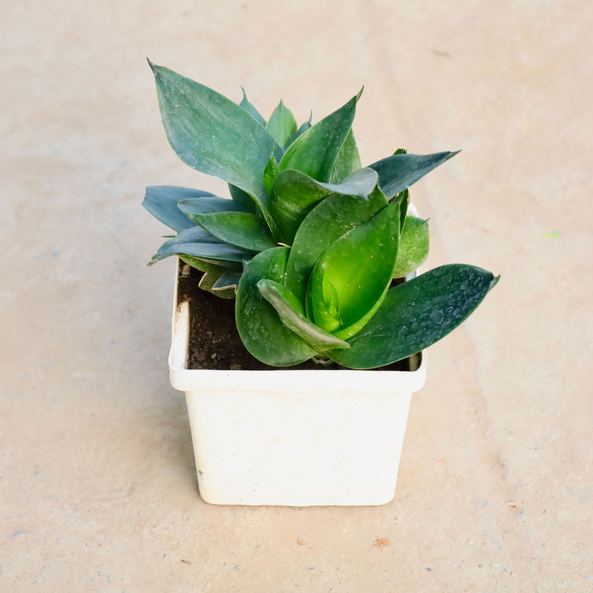 Snake Green in 4 Inch Square Plastic Pot