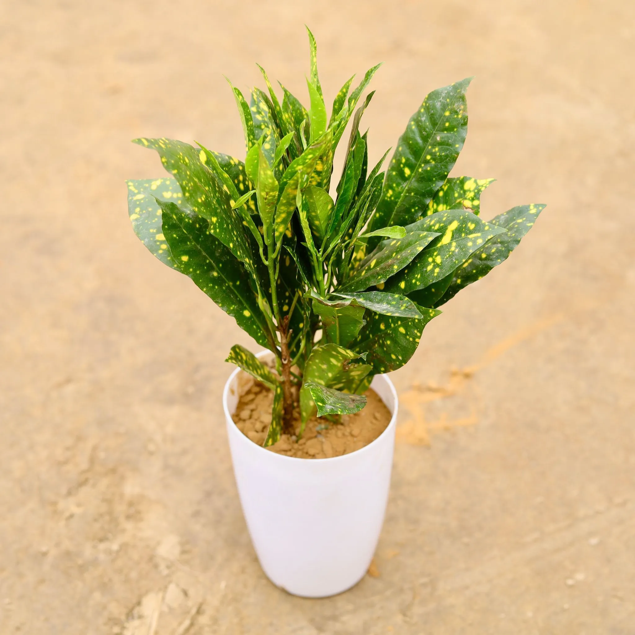 Baby Croton in 4 Inch Nursery Pot