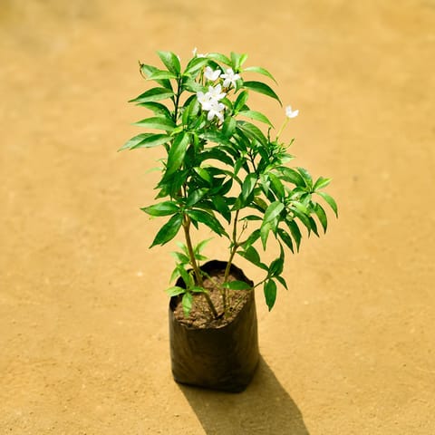 Chandni Dwarf in 4 Inch Nursery Bag
