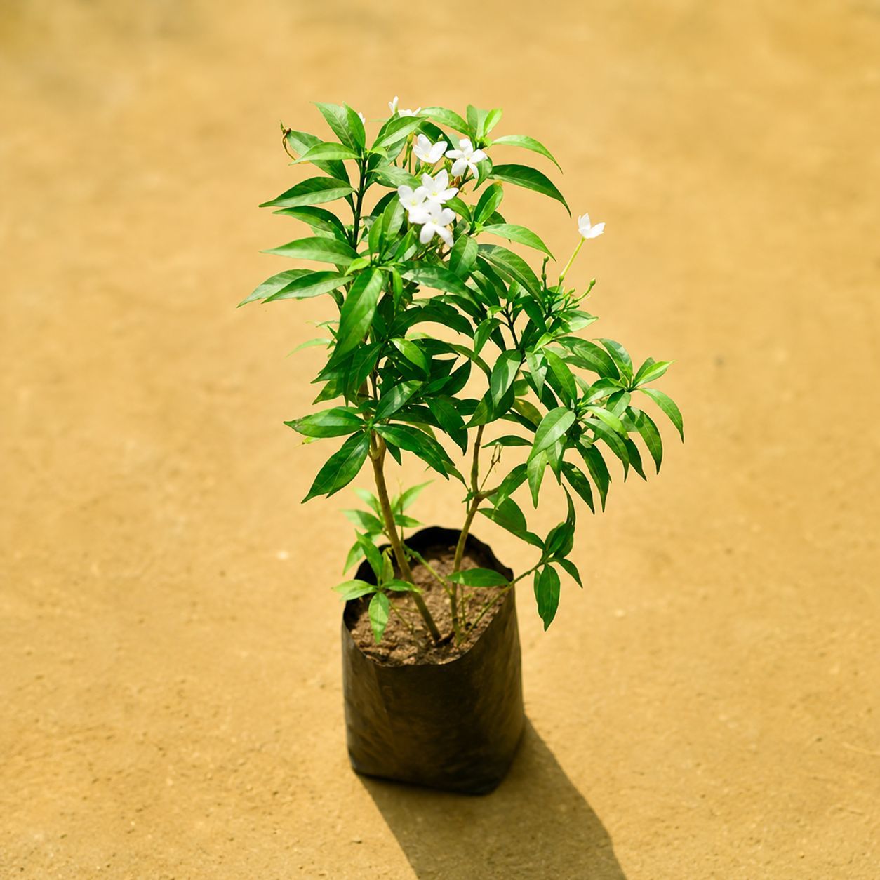 Chandni Dwarf in 4 Inch Nursery Bag