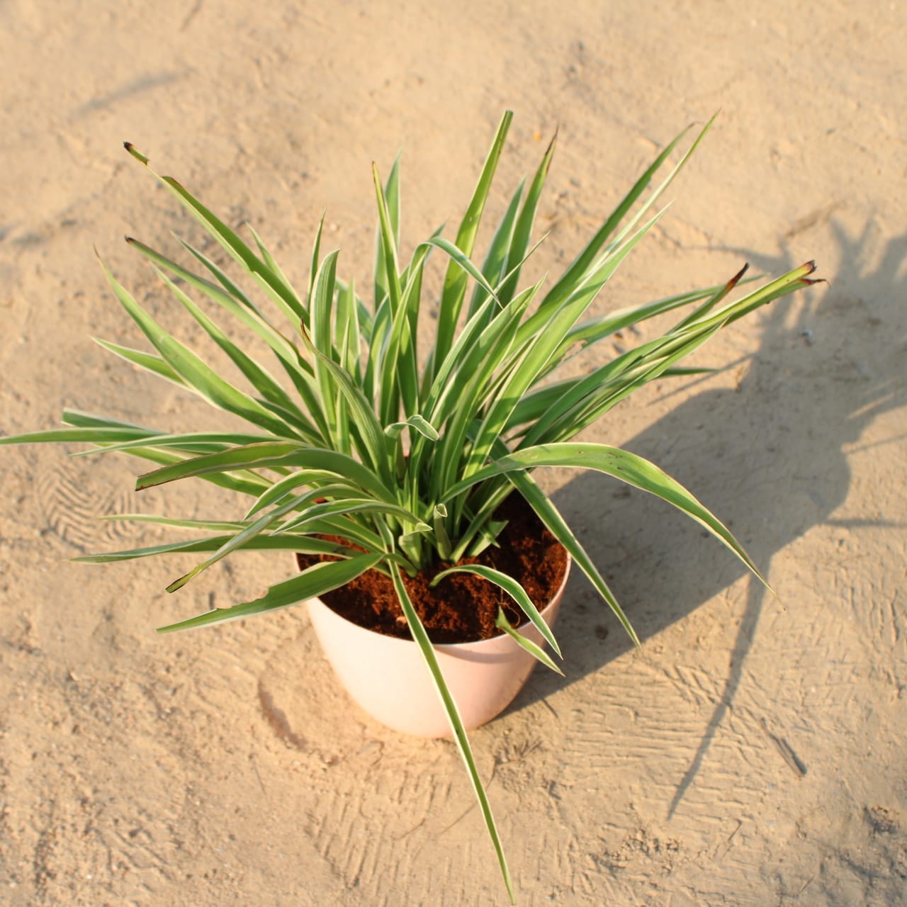 Spider Big Bushy in 6 Inch Pink Marble Premium Orchid Round Plastic Pot