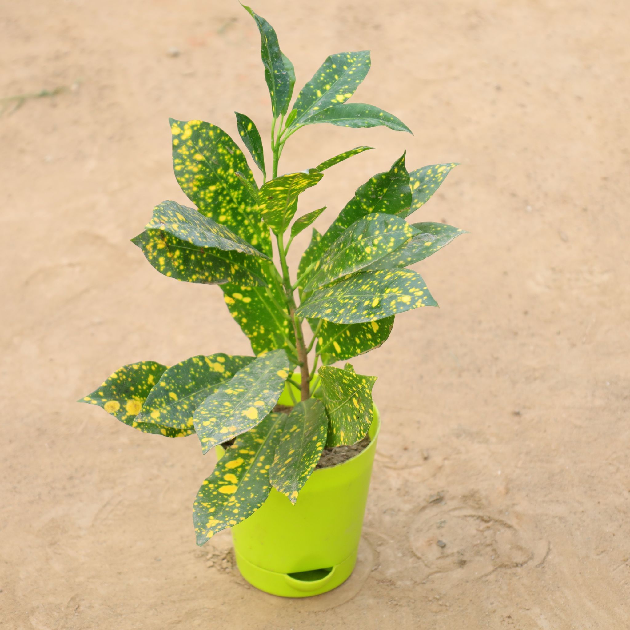Baby Croton in 4 Inch Green Florence Self Watering Pot