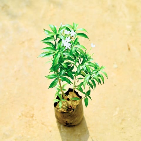 Chandni Dwarf in 4 Inch Nursery bag