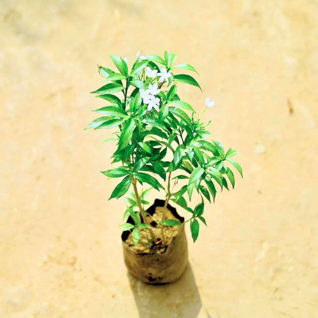 Chandni Dwarf in 4 Inch Nursery bag