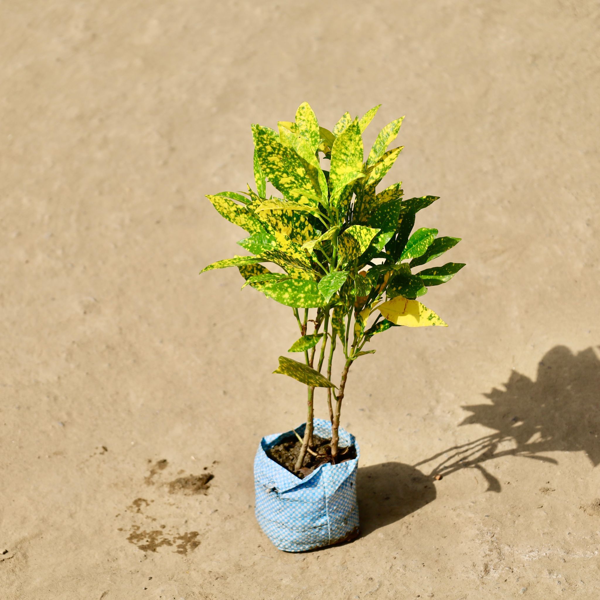 Baby Croton in 4 inch Nursery Bag