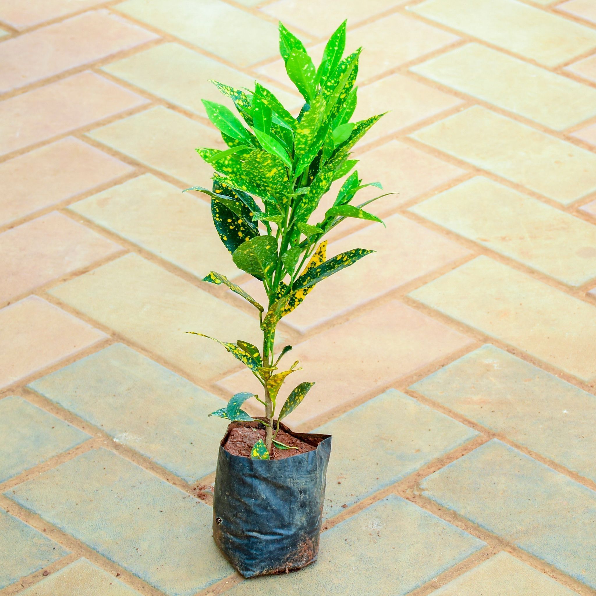 Baby croton in 4 Inch Nursery Bag