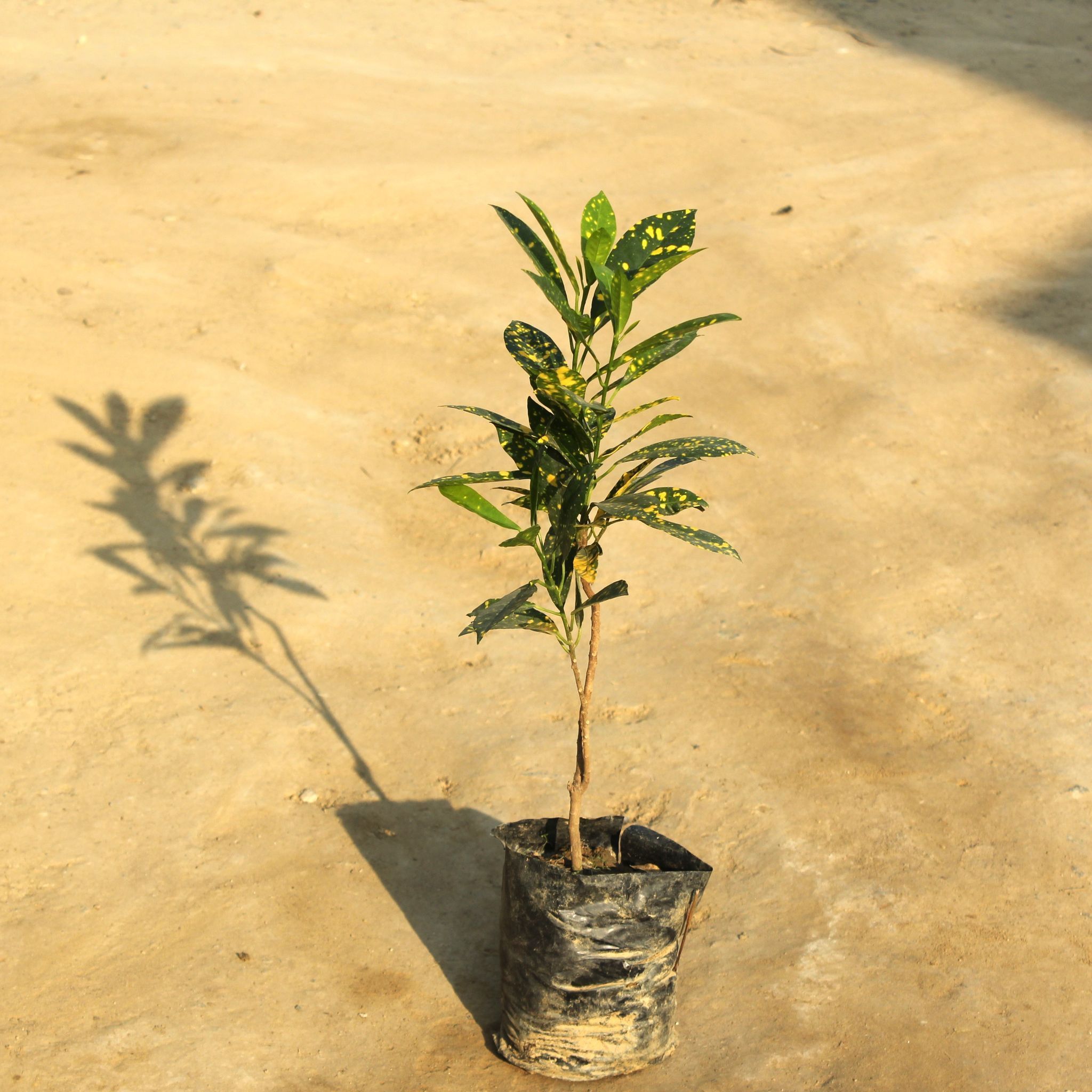 Baby Croton in 4 Inch Nursery Bag