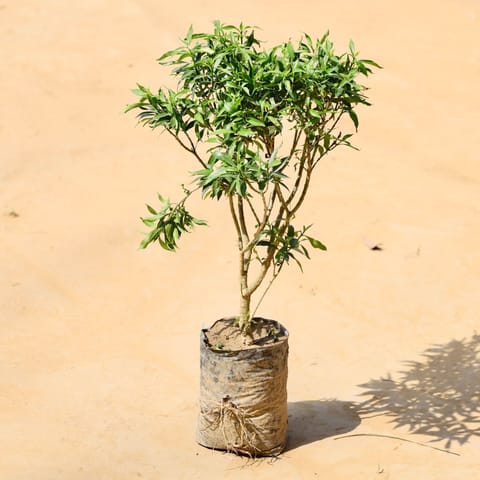 Chandni Dwarf (~ 1 Ft) in 5 Inch Nursery Bag