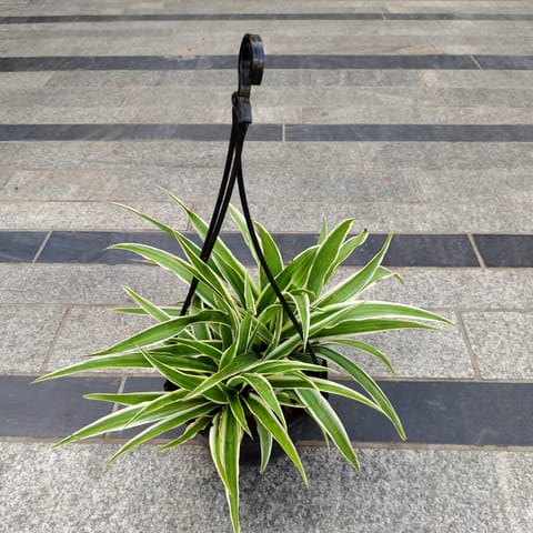 Spider Green in 6 Inch Hanging Pot