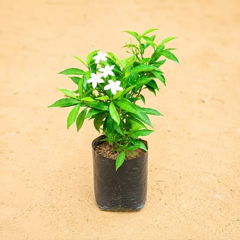 Chandni Dwarf (~ 1 Ft) in 3 Inch Nursery Bag