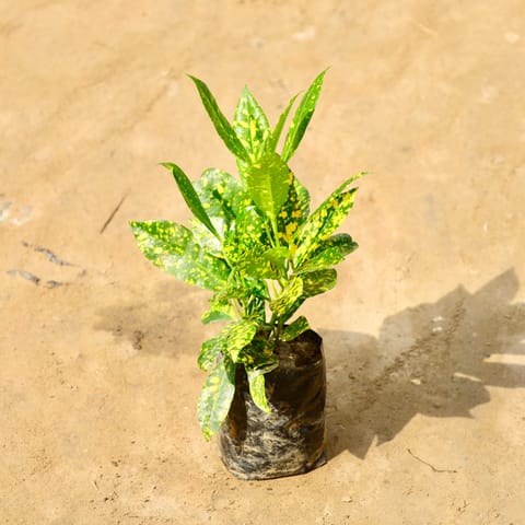 Baby Croton in 4 Inch Nursery Bag