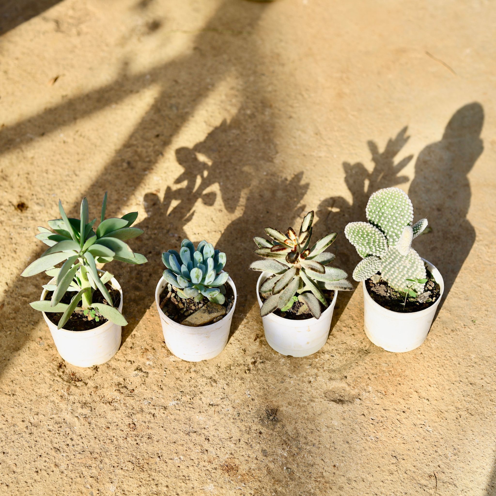Set of 3 - Bunny Ear Cactus, Echeveria Hybrid & Kalanchoe Succulent (Chocolate Spider & Green) in 3 Inch Nursery Pot