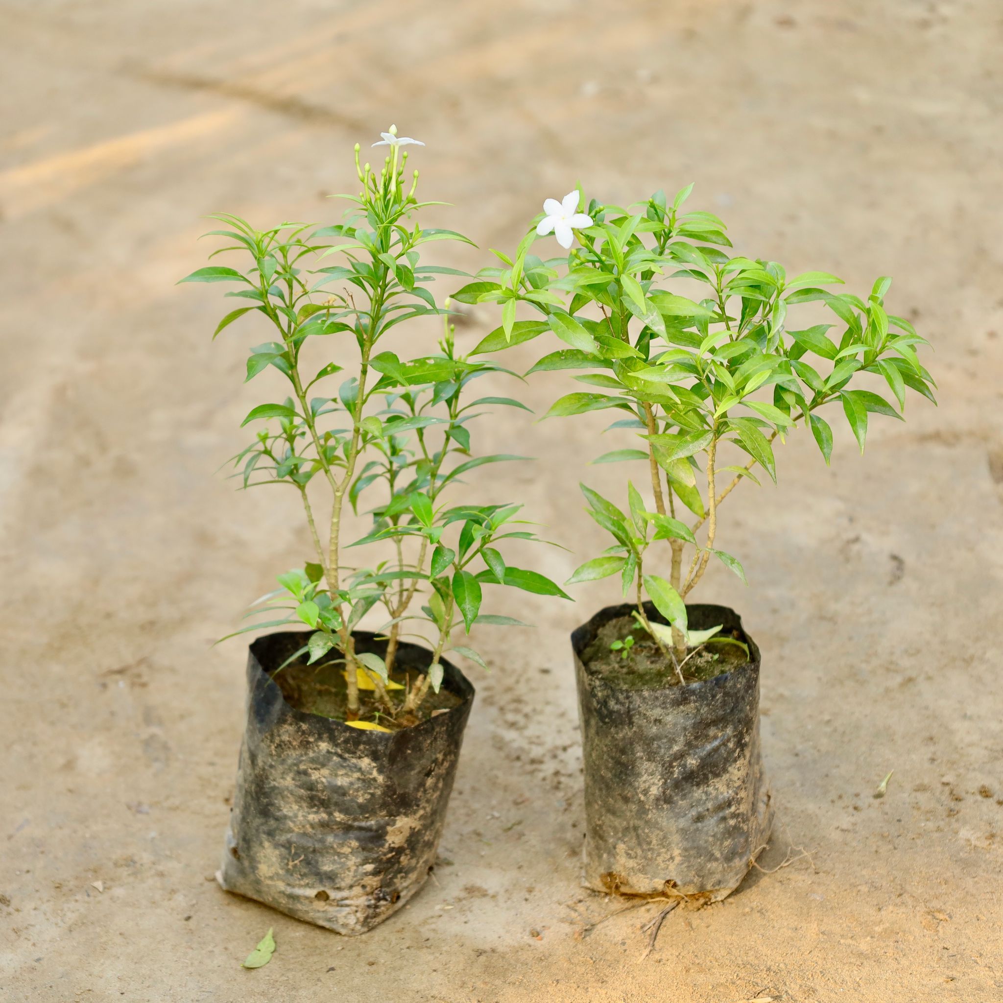 Set of 2 - Chandni Dwarf in 4 Inch Nursery Bag