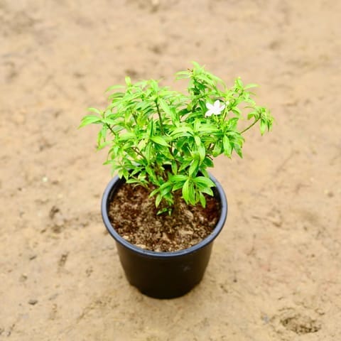 Mini Chandni Dwarf in 5 Inch Nursery Pot