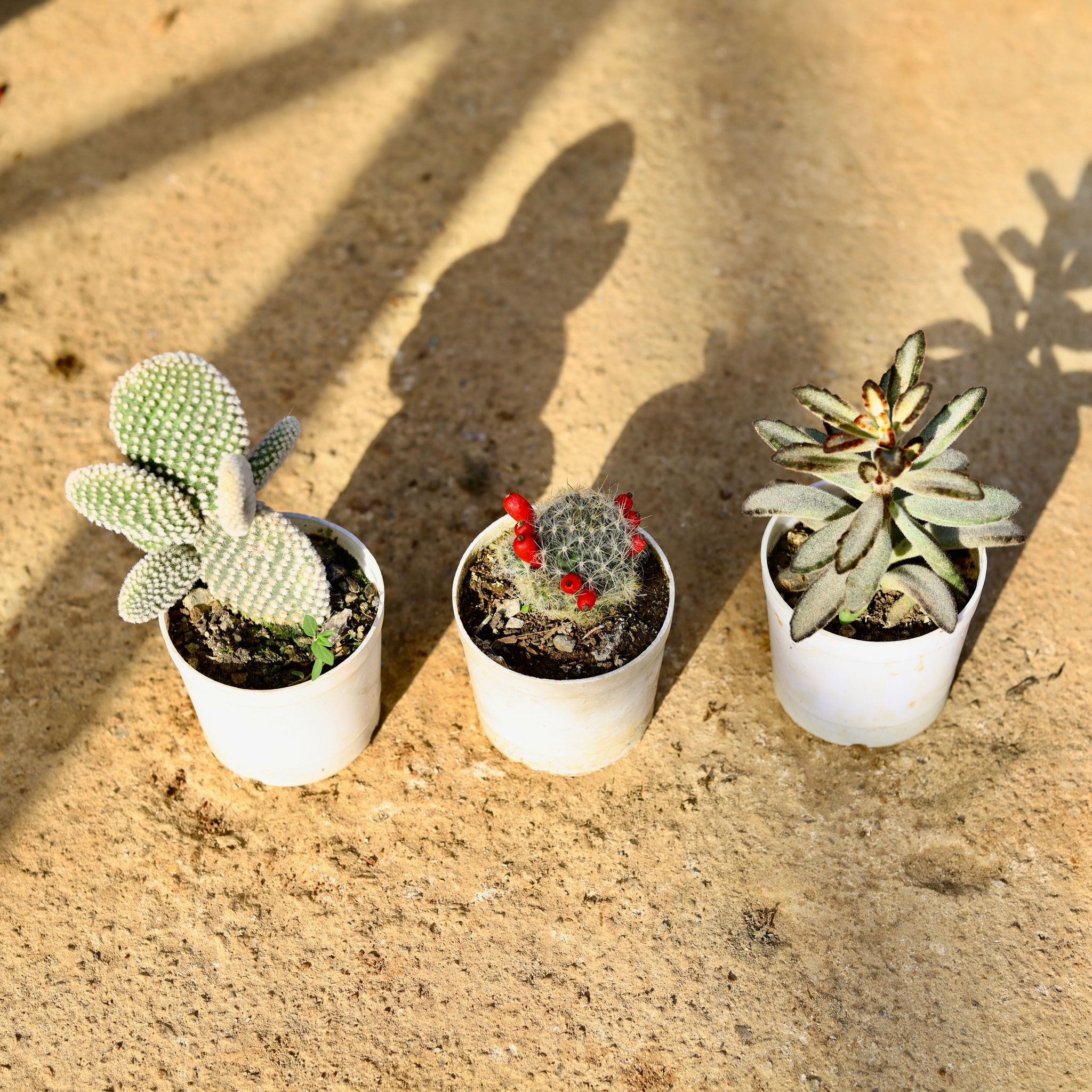 Set of 3 - Cactus (Bunny Ear & Texas Nipple) & Kalanchoe Chocolate Spider Succulent in 3 Inch Nursery Pot
