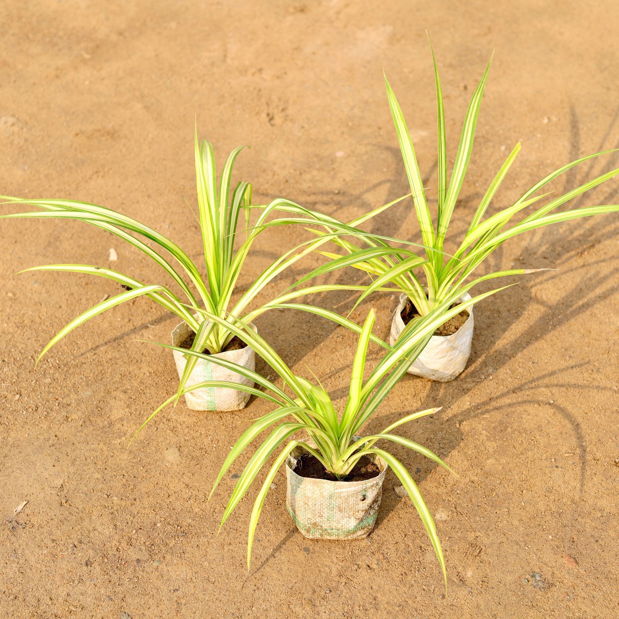 Set of 3 - Golden Spider / Pandanus / Screwpine in 4 Inch Nursery Bag
