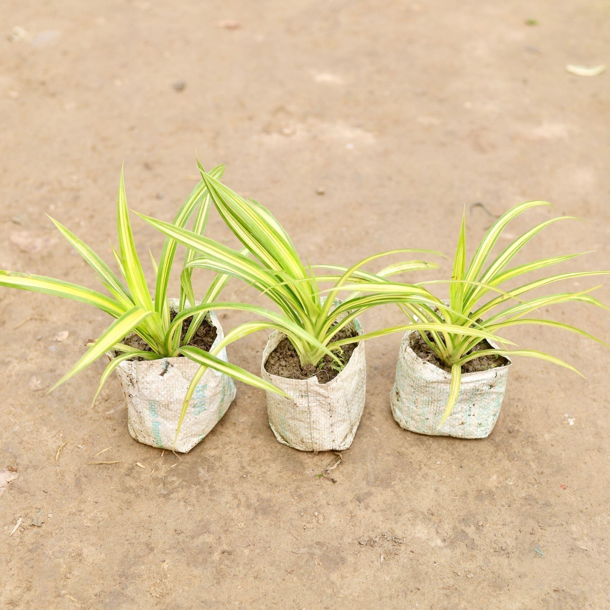 Set of 3 - Golden Spider in 5 Inch Nursery Bag