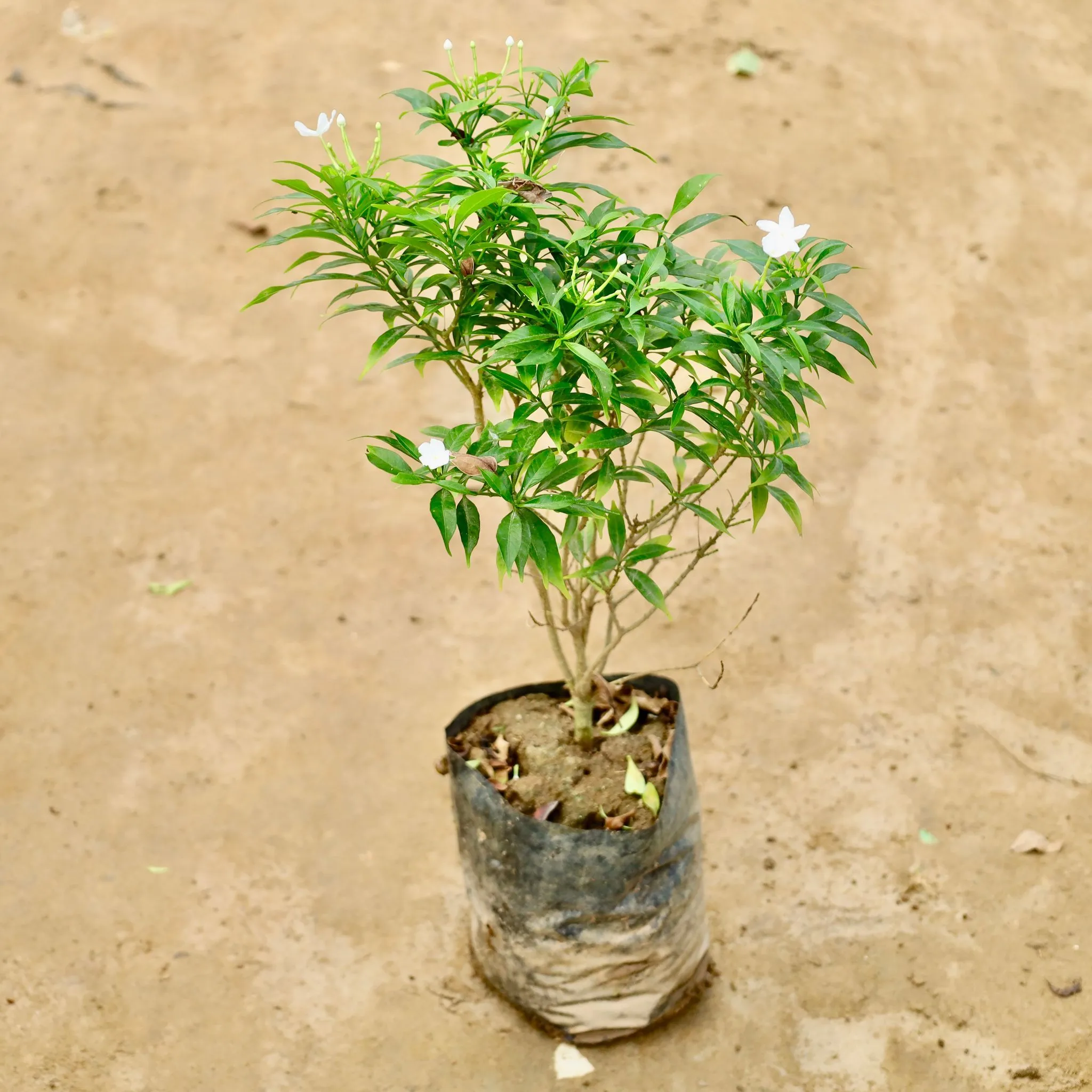 Chandni Dwarf in 8 Inch Nursery Bag