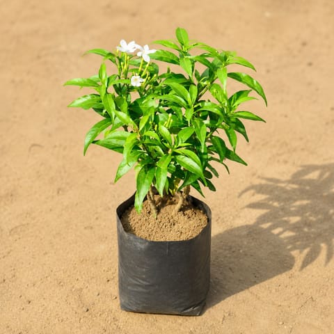 Chandni Dwarf in 4 Inch Nursery Bag
