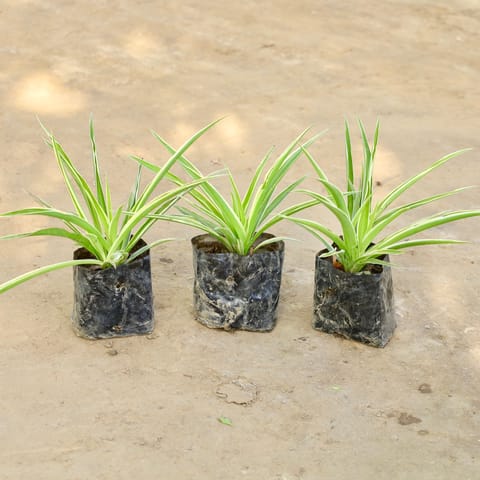 Set of 3 - Spider Plants in 4 Inch Nursery bag