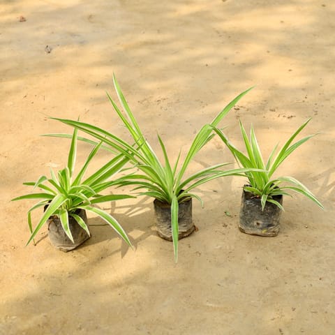 Set of 3 - Spider Plants in 5 Inch Nursery Bag