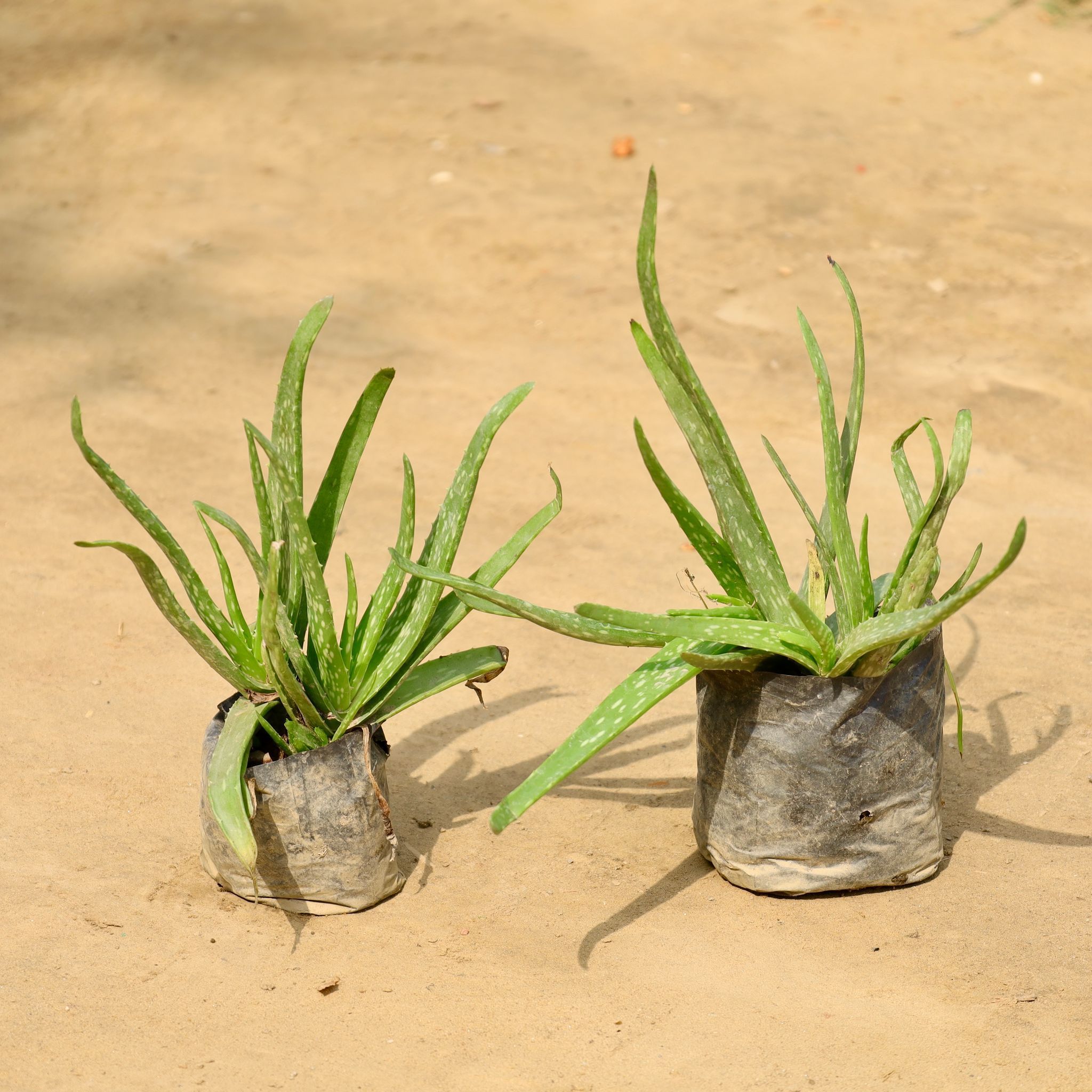 Set of 2 - Aloe Vera in 4 Inch Nursery Bag