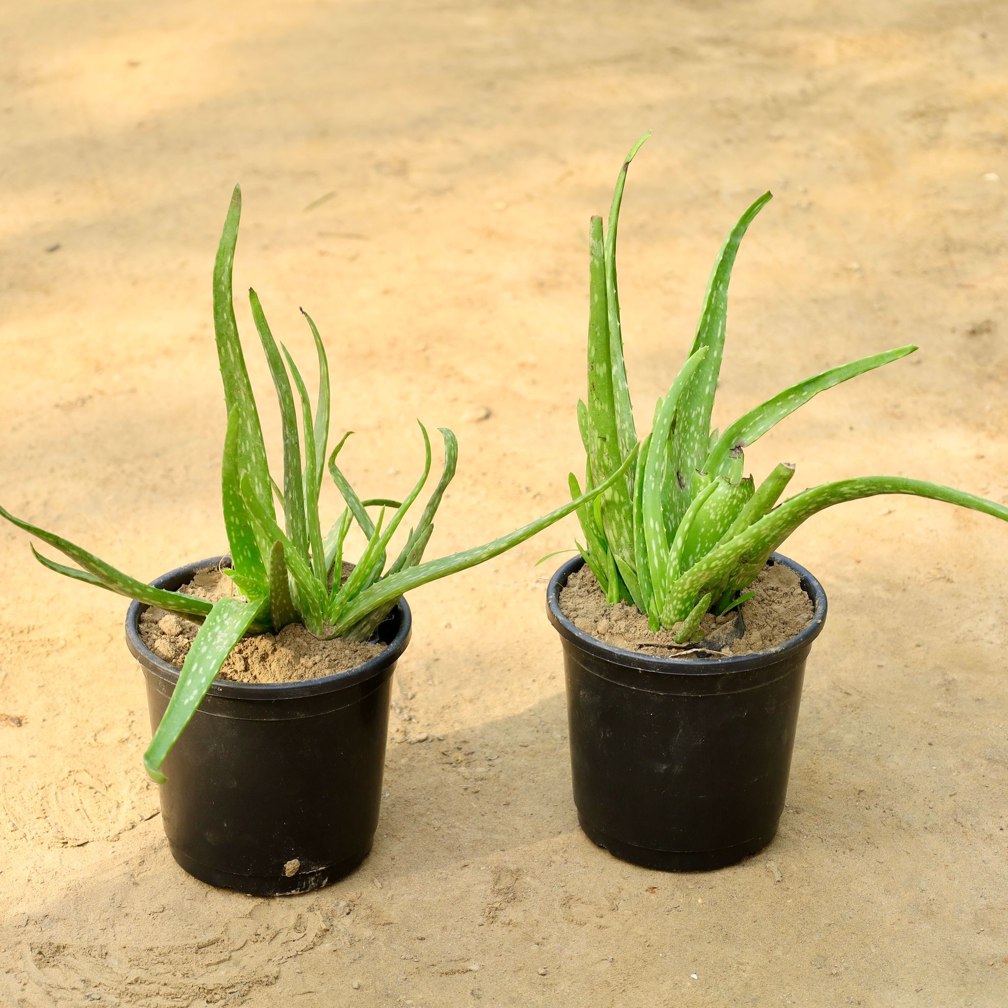 Set of 2 - Aloe Vera in 6 Inch Nursery Pot