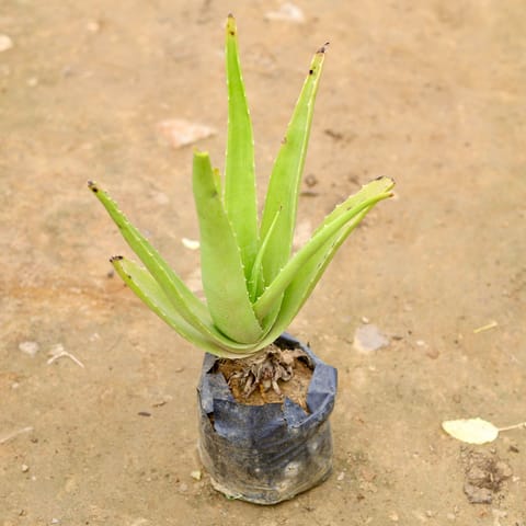 Air Purifier Aloe Vera in 4 Inch Nursery Bag