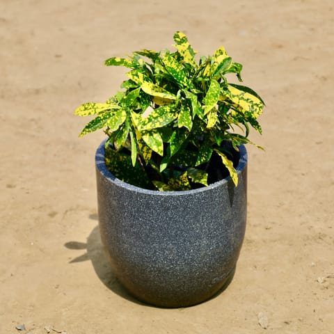 Baby Croton in 08 X 08 Inch Grey Premium Convessa Fiberglass Planter - Durable large size decoratiive fiber pot for indoor outdoor plants with 5 year warranty