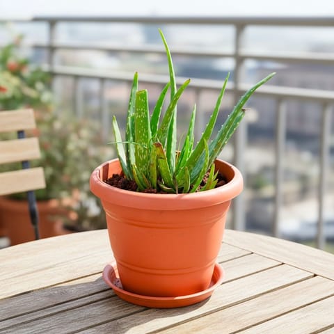 Aloe Vera  in 8 Inch Terracotta Red Classy Plastic Pot with tray