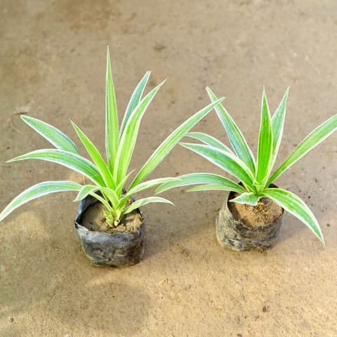 Set of 2 - Spider in 4 inch Nursery bag