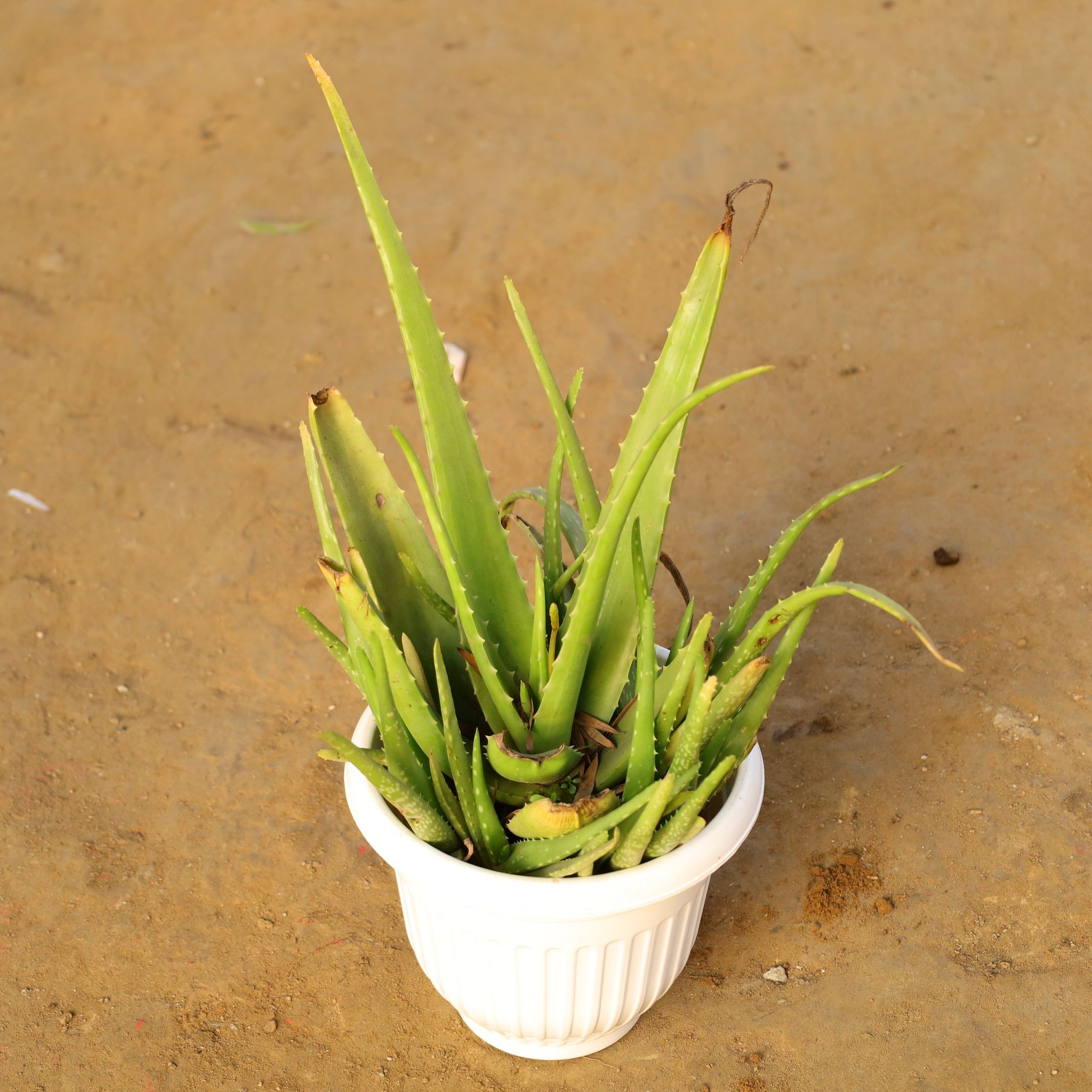 Aloe Vera in 10 Inch White Olive Plastic Pot