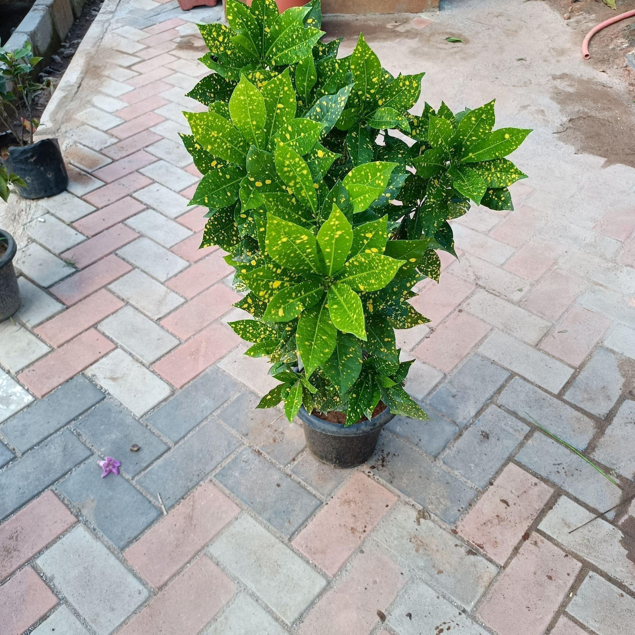 Baby Croton (~ 3 feet) in 10 Inch Nursery Pot