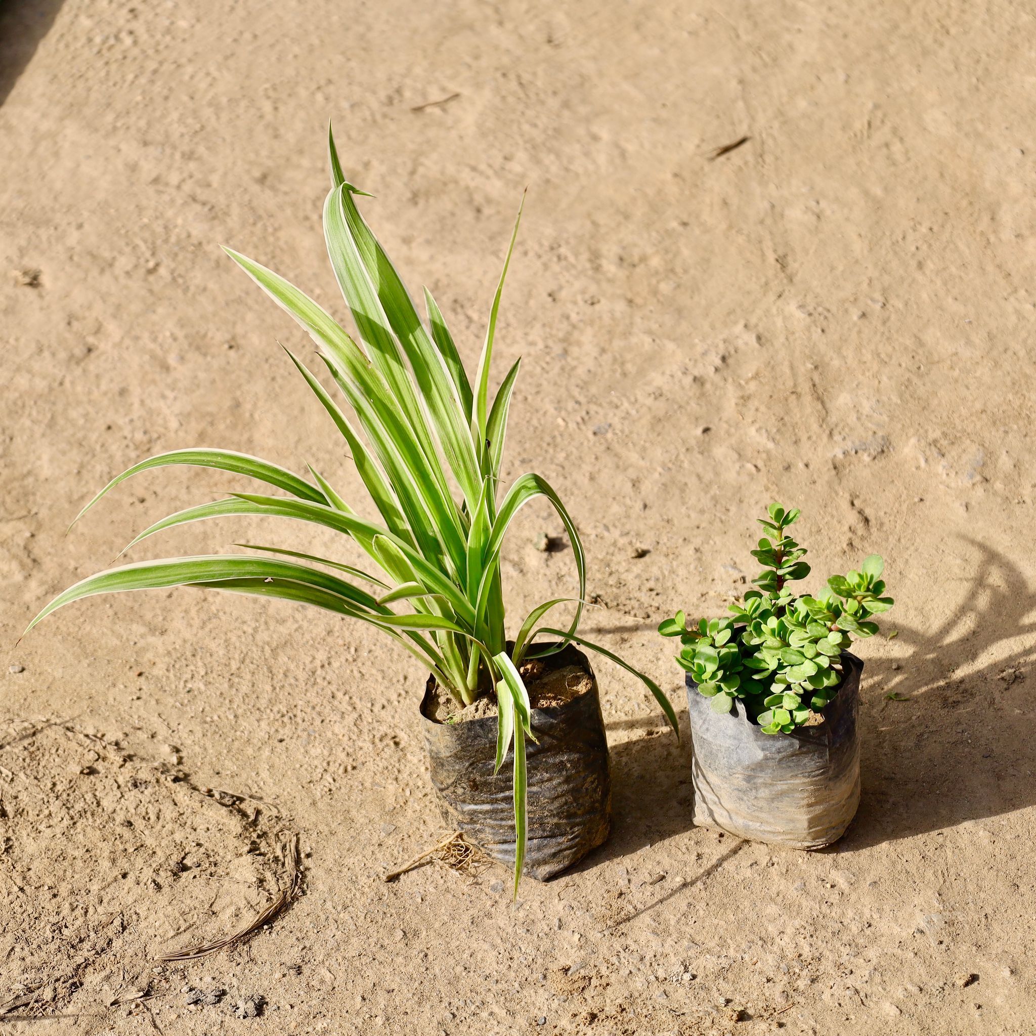 Set of 2 - Spider Plant & Jade Plant in 4 inch Nursery Bag