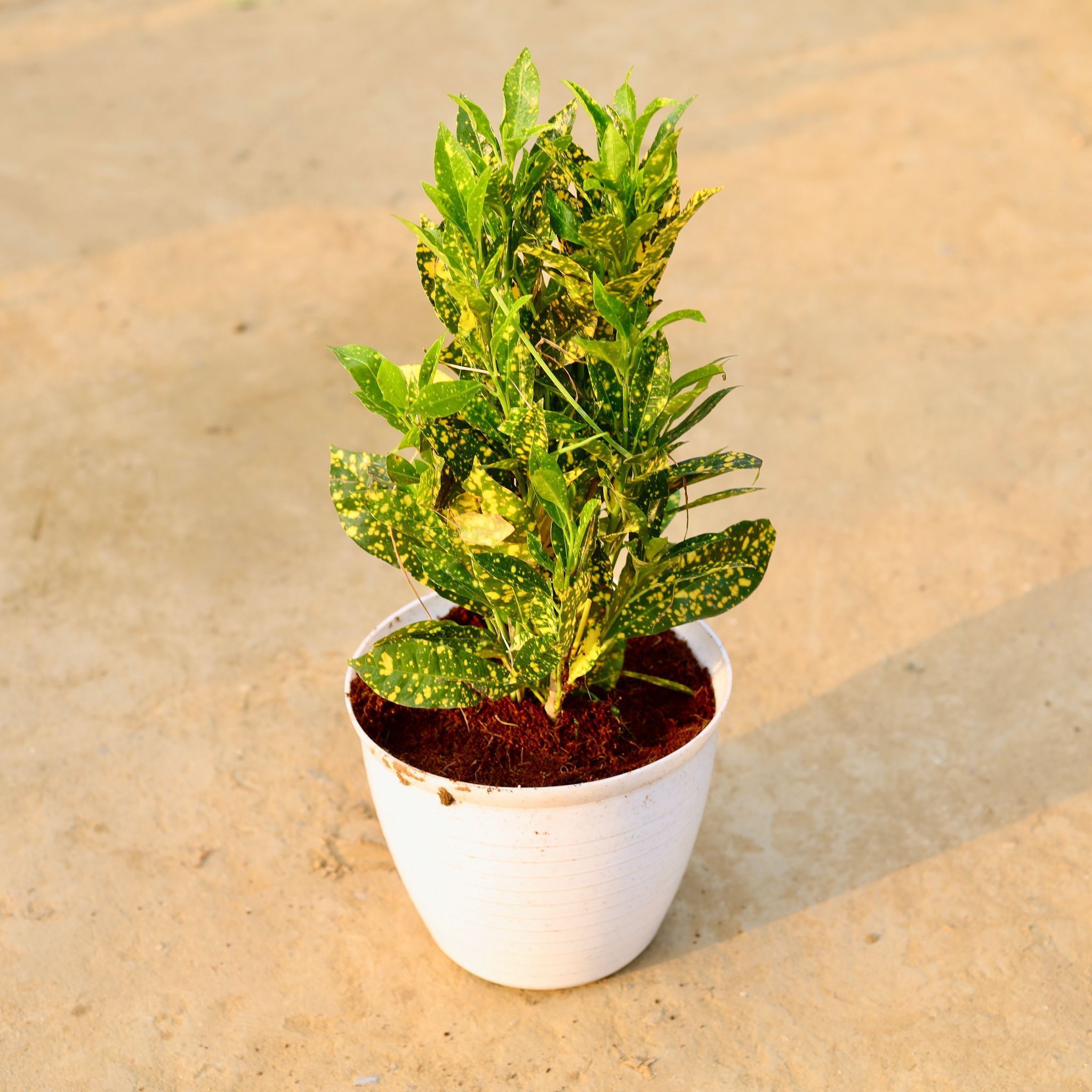 Baby Croton Bushy in 08 Inch White Marble Premium Milo Round Plastic Pot