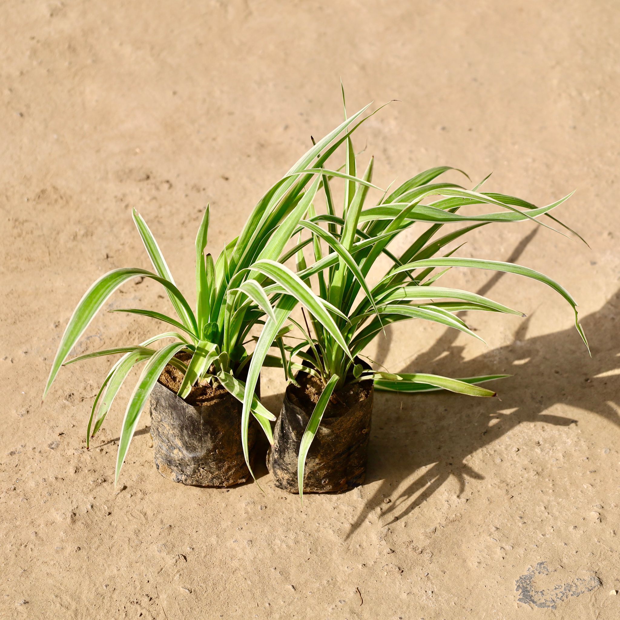 Set of 2 - Spider Plant in 4 inch Nursery Bag