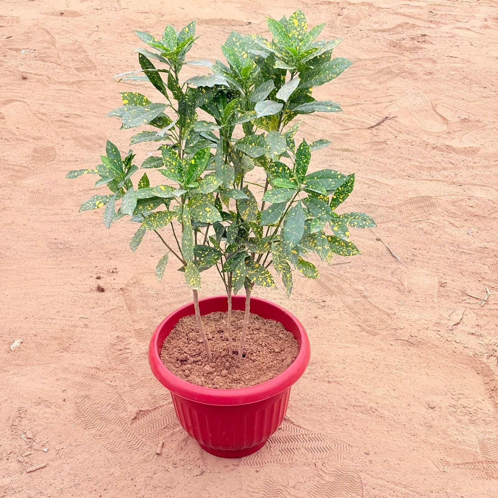 Baby croton Bushy in 12 Inch Terracotta Red Olive Plastic Pot