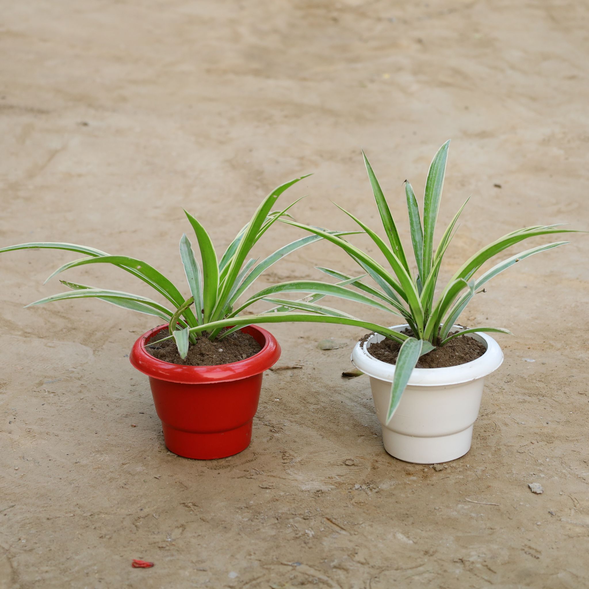 Set of 2 - Spider Plant in 6 Inch Classy Plastic Pot (Any Colour)