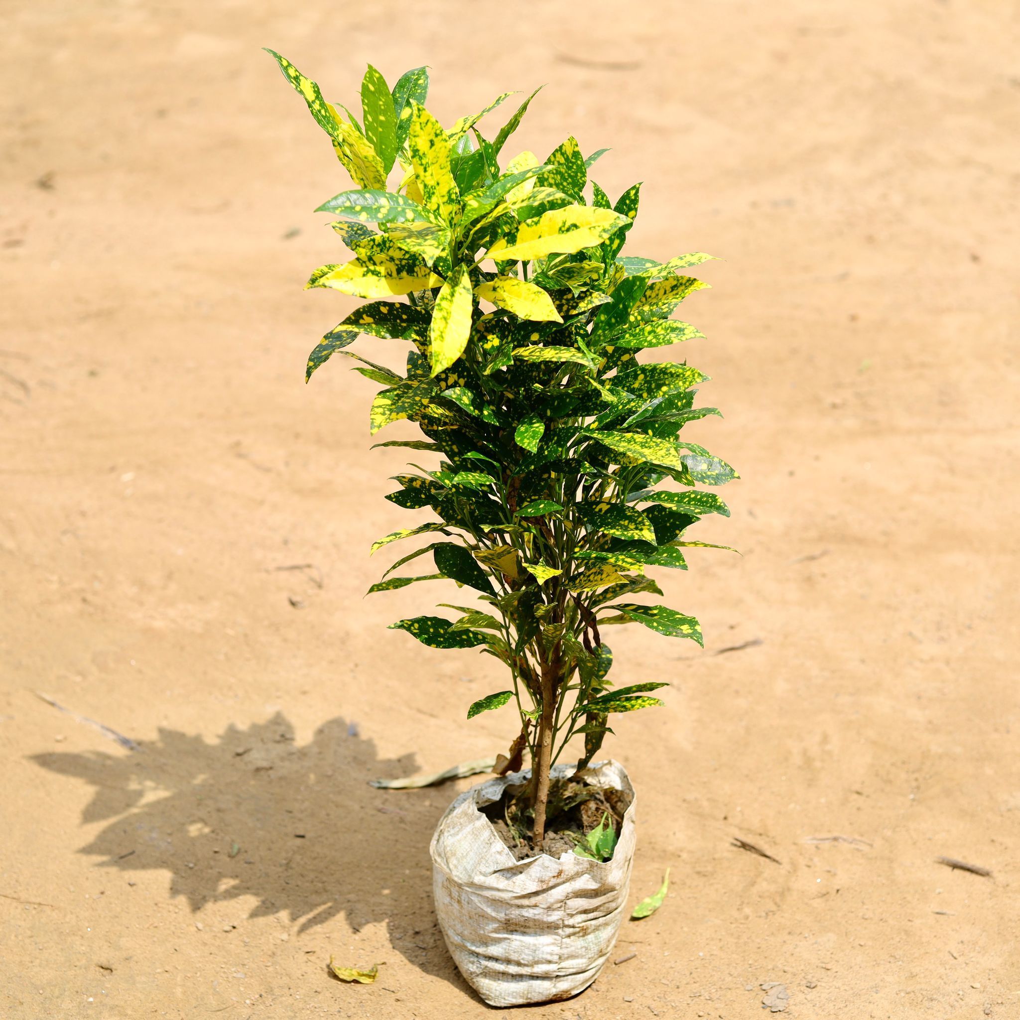 Baby Croton Gold Star (~ 1 Ft) in 7 Inch Nursery Bag