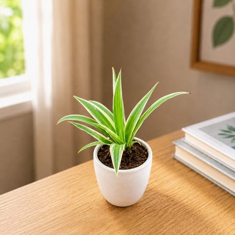 Spider in 4 Inch Classy White Round Ceramic Pot