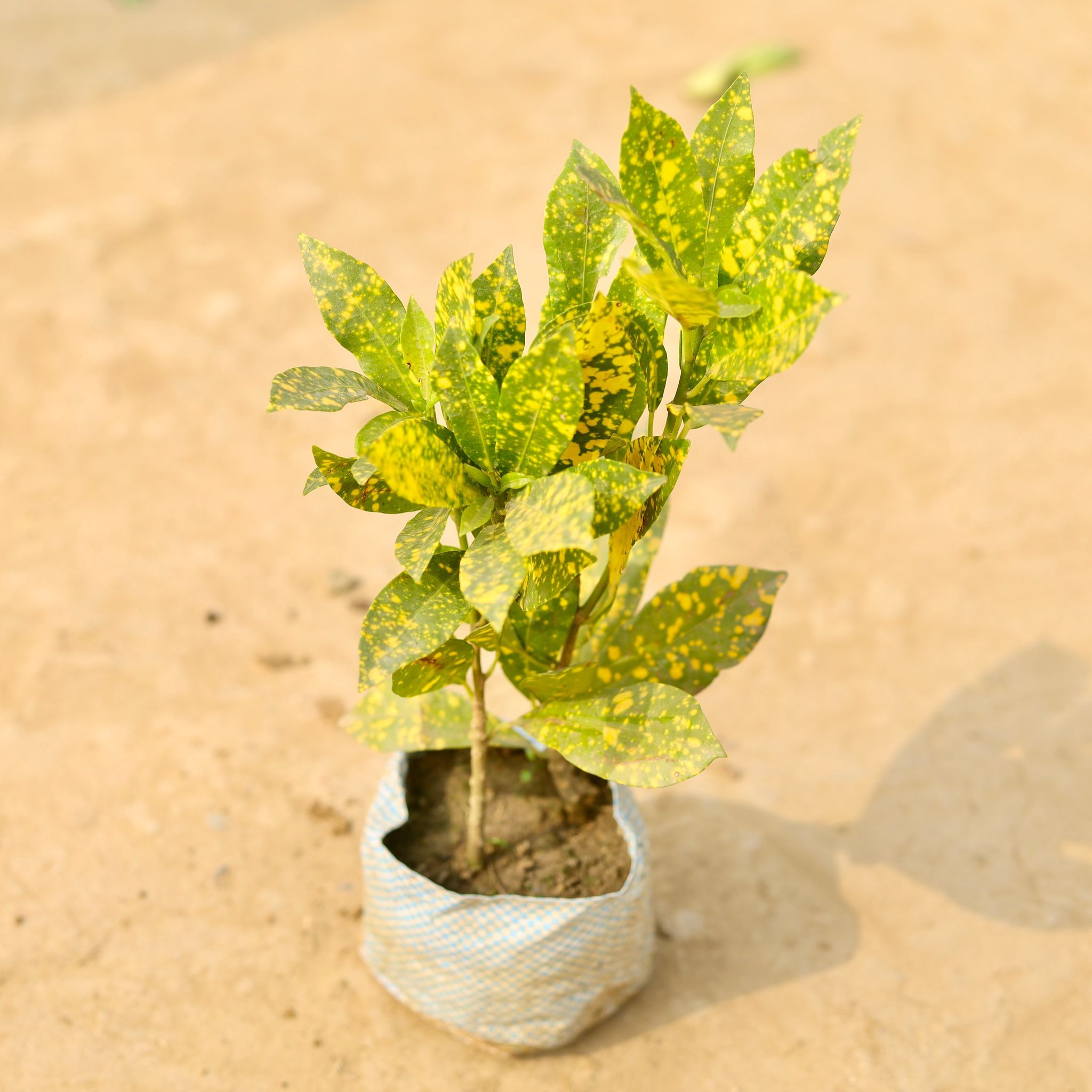 Baby Croton Gold Star in 4 Inch Nursery Bag
