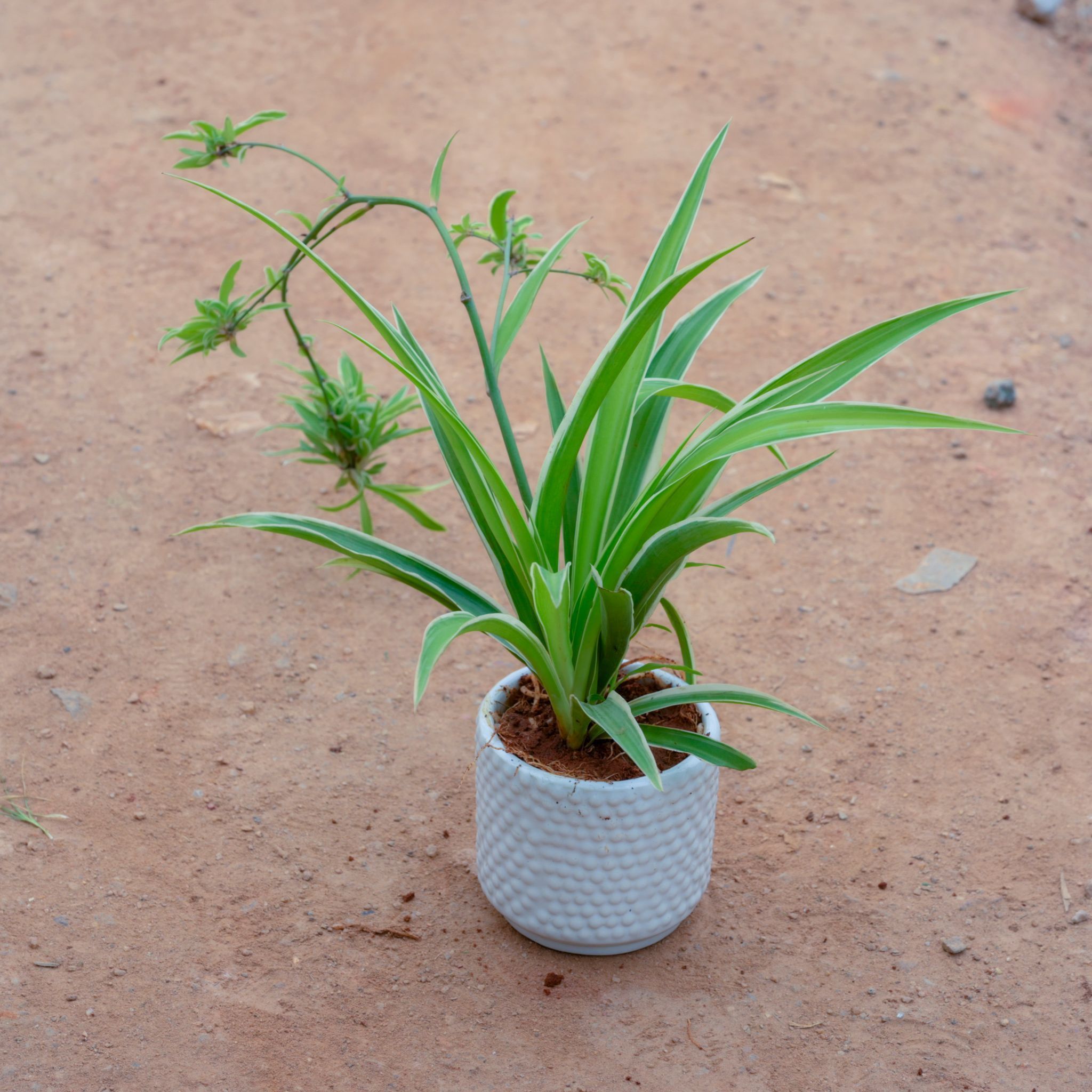 Spider in 4 Inch White Designer Cylindrical Ceramic Pot (Any Design)