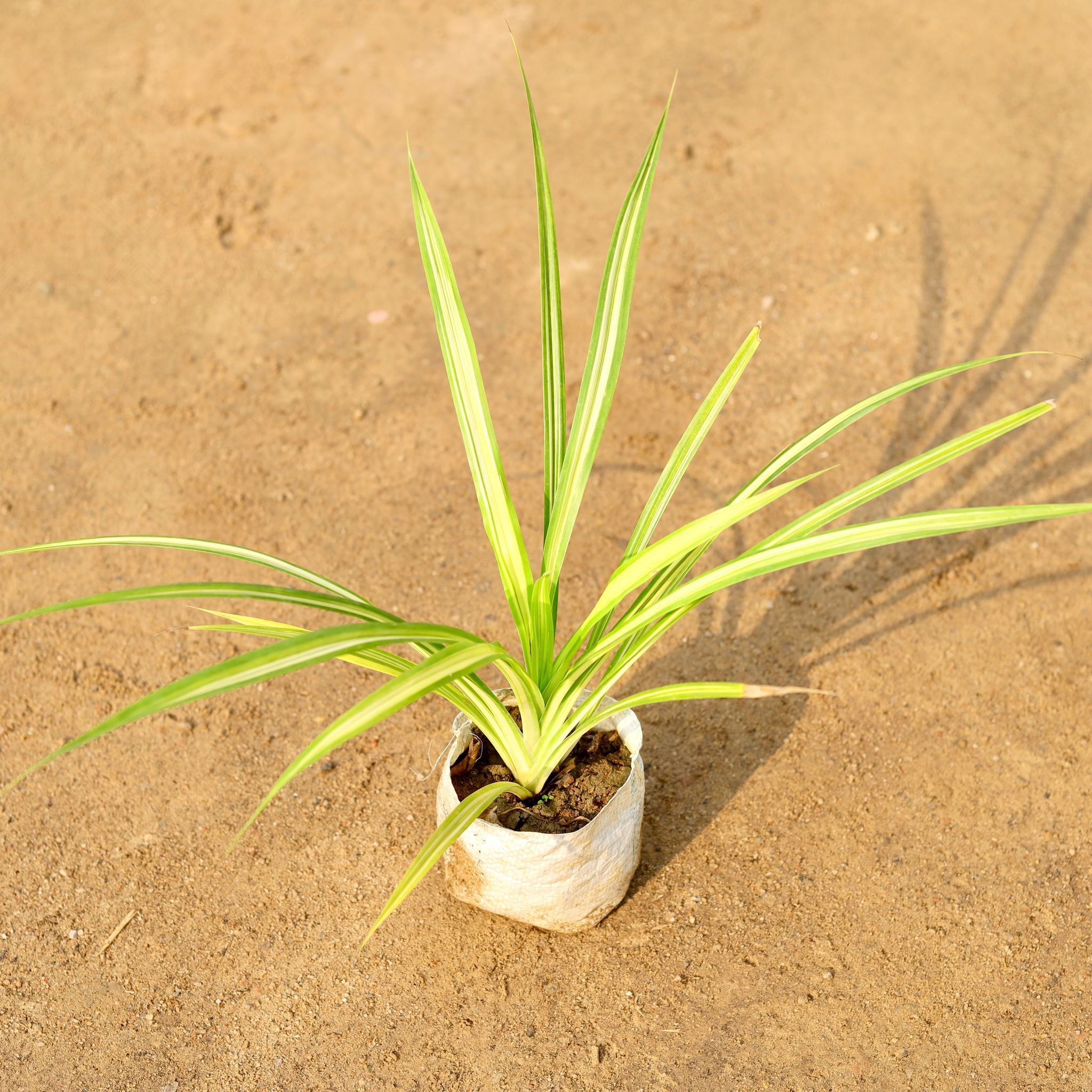 Golden Spider / Pandanus / Screwpine in 4 Inch Nursery Bag