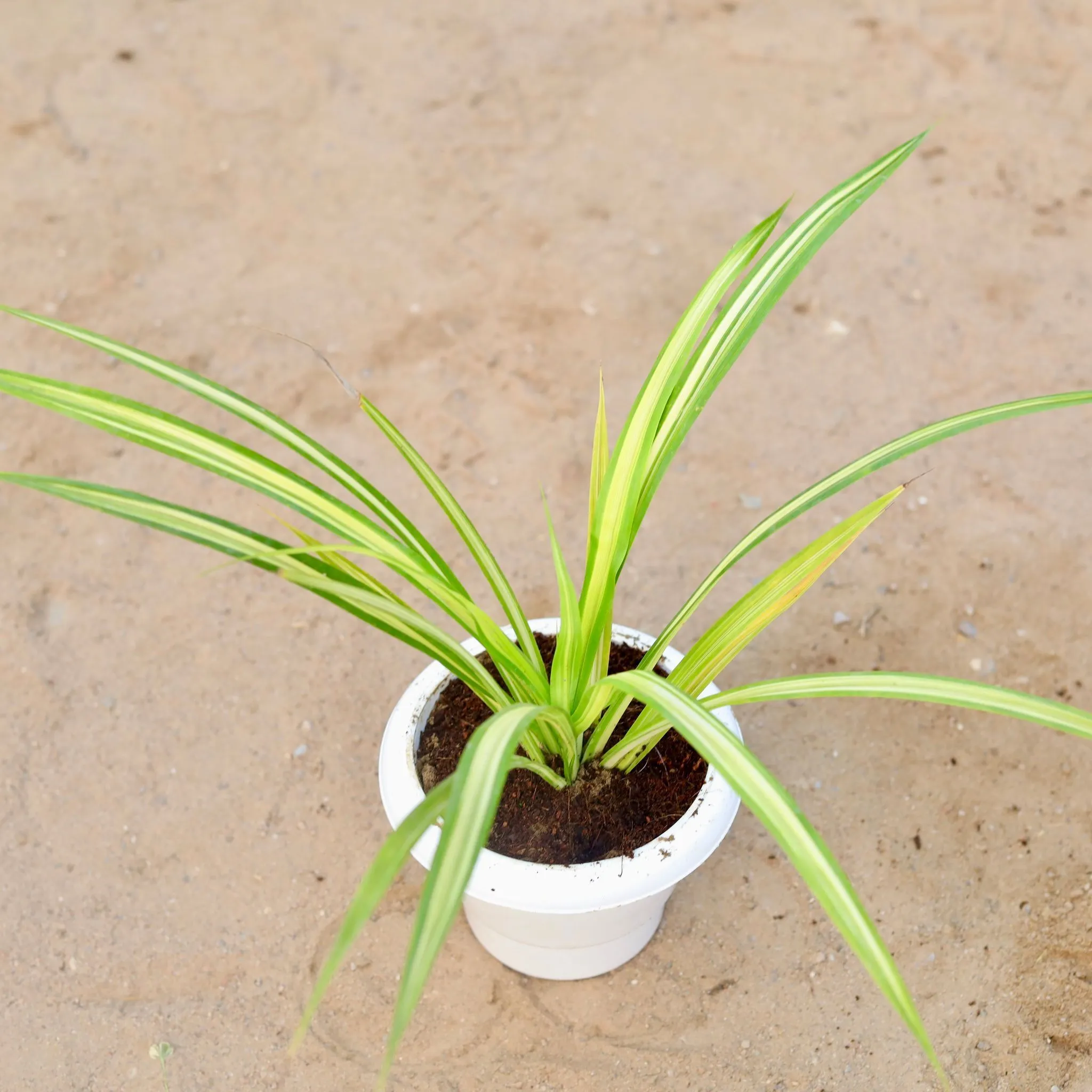 Golden Spider / Pandanus / Screwpine in 6 Inch Classy White Plastic Pot